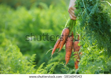 a hand holding a bunch of carrots straight from the garden patch