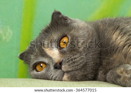 Scottish fold cat muzzle. tea amber eyes wide open. cat lying on the sofa. close-up