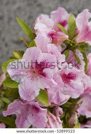 Pink gardenia