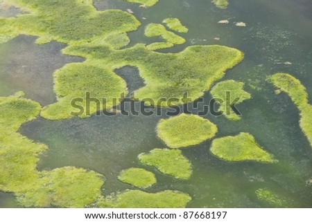 Algae floating in polluted water