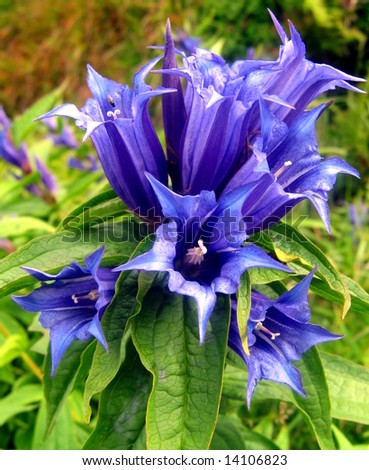 Blue Gentian