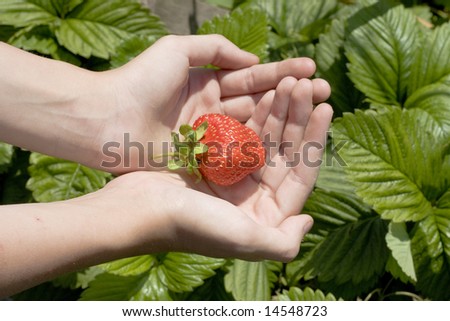 Red freshness strawberry in hands