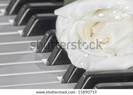 beautiful white rose on piano keyboard