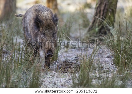 Wild boar during sunrise winter landscape