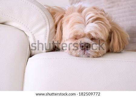a shih tzu dog is sleeping on the sofa