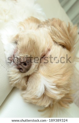 a dog is sleeping on big white leather sofa
