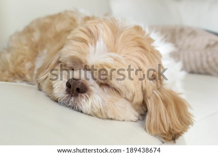 a dog is sleeping on big white leather sofa