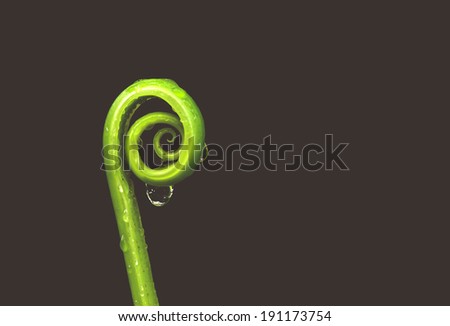 unfolding young fern leave and water drop with black background