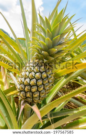 pineapple  growing in a farm at huahin, Thailand