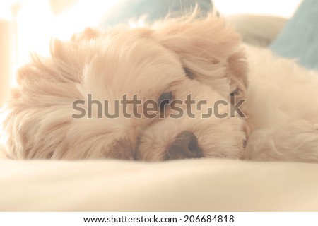 soft focus cute portrait  dog lying on its side looking into the camera