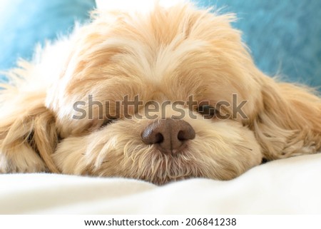 soft focus cute portrait  dog lying on its side looking into the camera