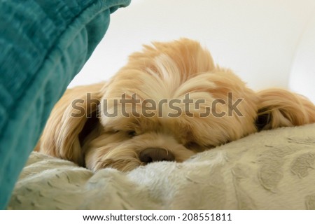 Shih Tzu dog choose a space for sleep  on a big pillow. painterly effect