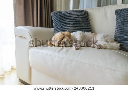 young dog sleeping on modern sofa in the living room