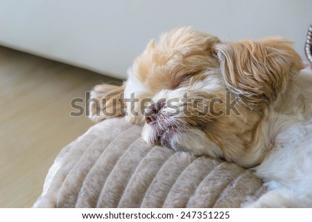 Dog sleeping comfortably on big soft pillow in the living room at the hotel