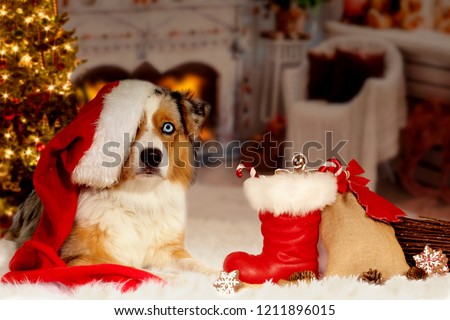 Christmas, dog Australian Shepherd lies idyllically in front of fireplace fire and Christmas tree with Christmas boots and gifts on Christmas Eve or St. Nicholas.