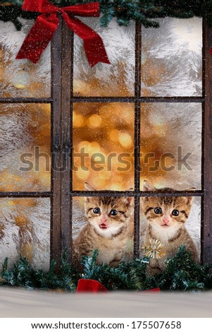 two cats / kittens sitting at the window with Christmas decorations, at night