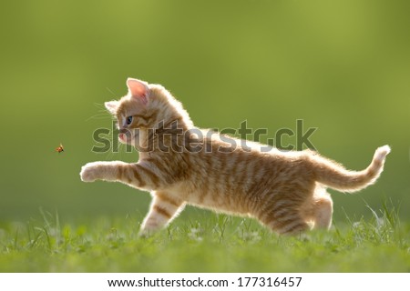 Young cat with ladybird/ladybug on green meadow with back light