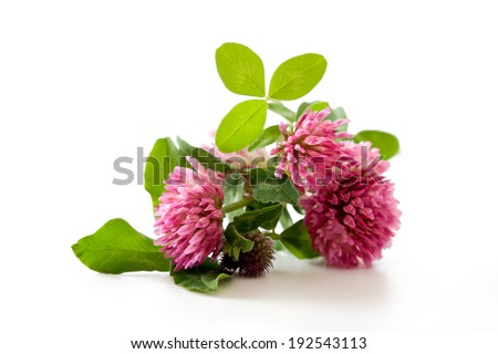 Clover, red clover medicinal plant isolated on white background