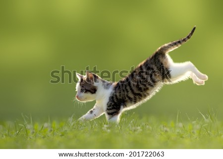 Young cat jumps over a meadow in the backlit