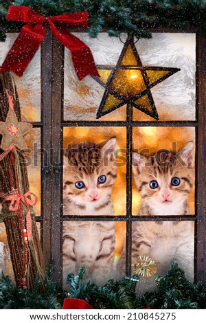 Two kittens / cats looking out a window with Christmas decorations