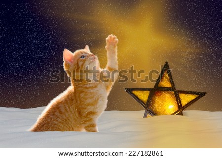 Cat with illuminated star at night, showing the ray of light in star shape in the sky