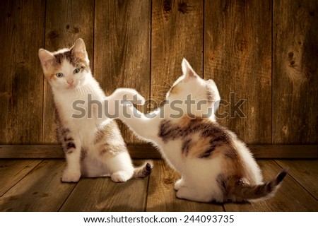 two kittens are playing on a wooden floor