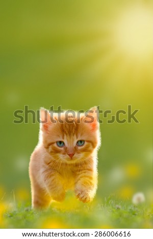 Young cat jumps over a meadow with Back Lit