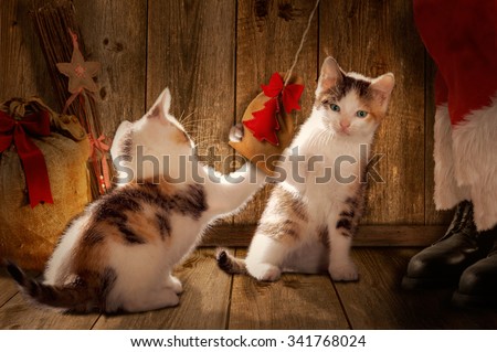 Santa Claus playing with cats, Christmas present for cats