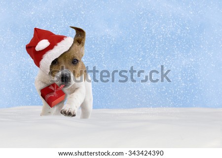 Dog, puppy, Jack Russel Terrier with santa hat jumping in the snow with blue sky