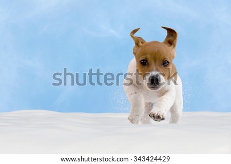 Dog, puppy, jack russel terrier playing in the snow with blue sky