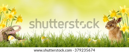 Easter bunny sitting in front of Daffodil with an Easter basket and Easter eggs