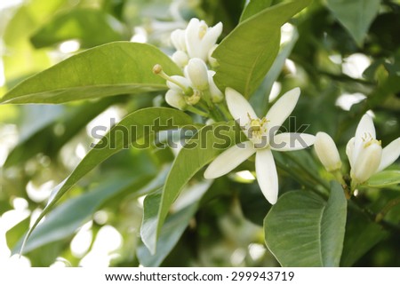White flowers on brunches of orange tree surrounded by fresh green leaves