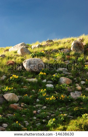 A hillside is dotted with glacially deposited rocks and beds of western sunflowers with dark clouds in the distance