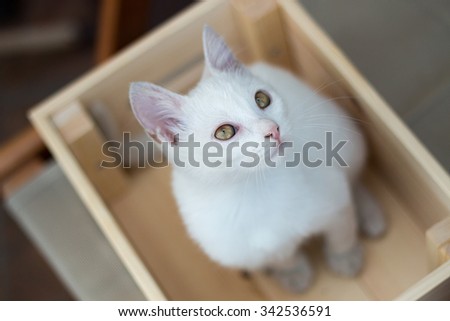 Adorable white cat sitting in wooden crate.