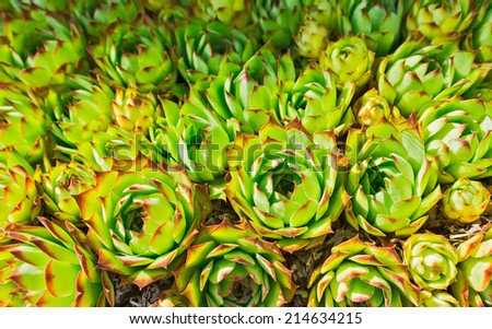 Background of succulent echeveria rosettes also known as \
