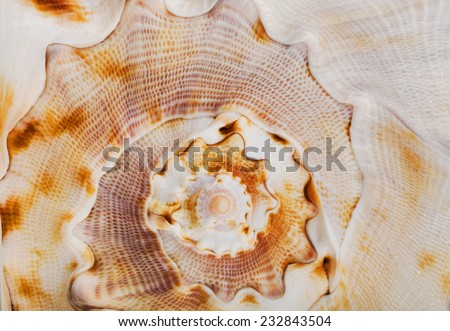 spiral shell, close up