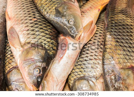 background of small fish caught in the river carp