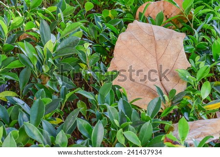 dry leaf form big tree drop to small plant under side