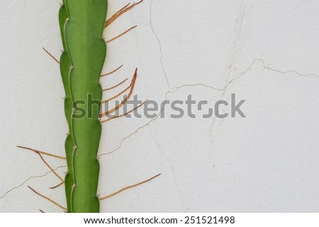 hylocereus is fruit plant grow on earth but this plat grow on cement wall