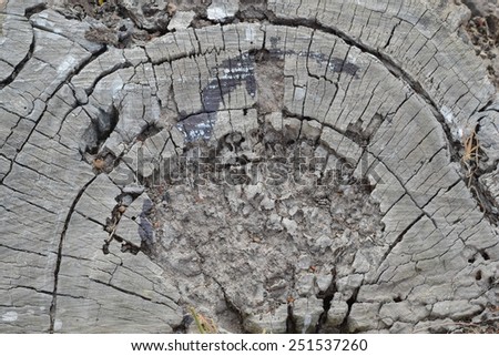 old stump rot and termite eat it