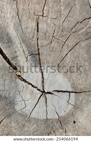old stump have cracked pattern but can not see year ring