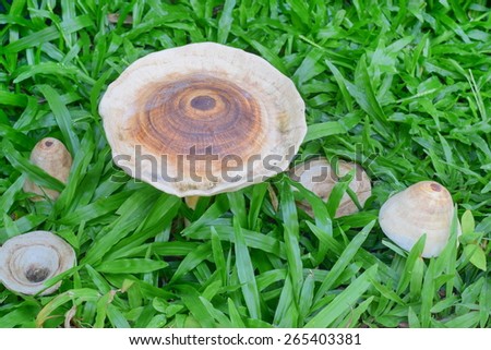 ceramic mushroom if you walk pass you don\'t know it is ceramic