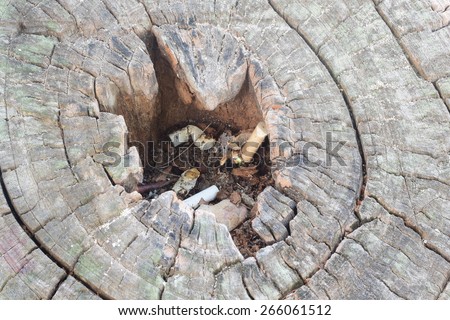 traveler use old stump ashtray in forest