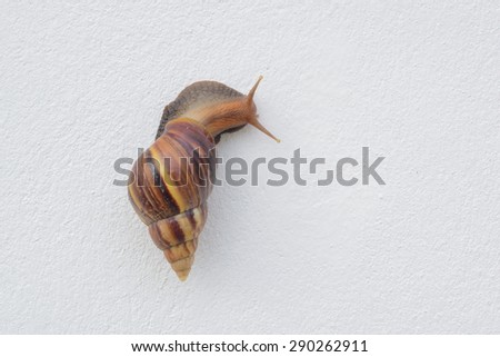 snail climbing on wall.today very hot snail want to go to garden behind this wall