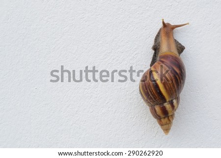 snail climbing on wall.today very hot snail want to go to garden behind this wall