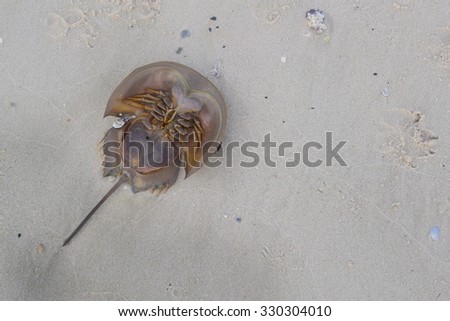 horseshoe crab dead on beach.it is sea monster but it have eggs inside and delicious