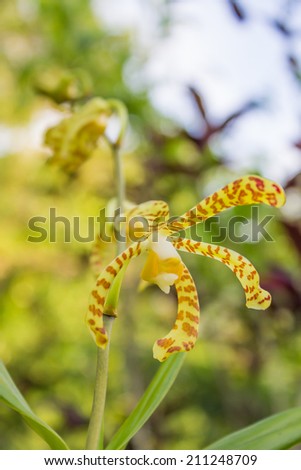 yellow orchid flower. yellow orchid with orange spots