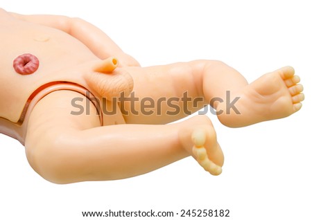 anatomy penis of male for used medical study. clipping path.