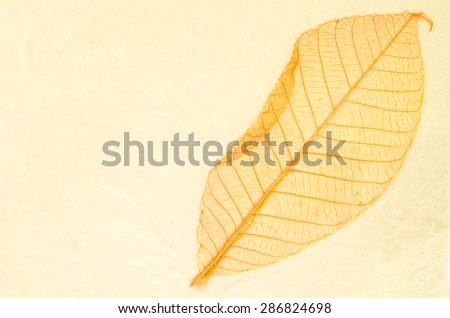 Natural paper structure made from dried leaves