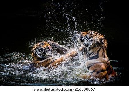 Two Tigers fighting in Water